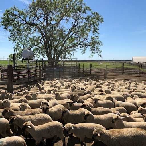 Lamb Feedlot